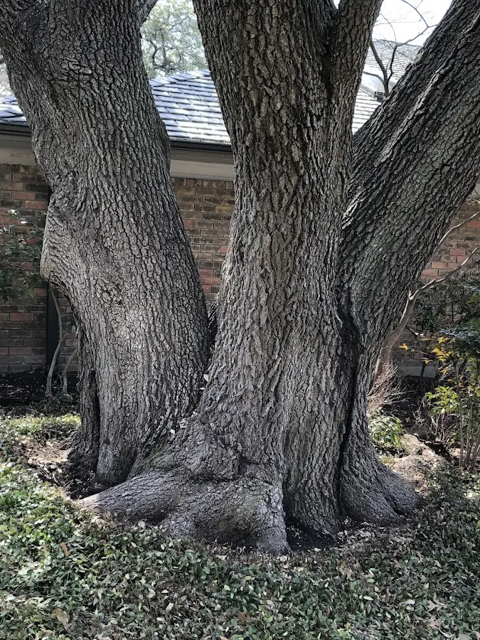 Mature heritage tree close to a Orogrande property cared for by certified arborists